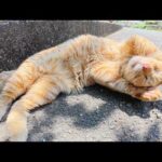 耳折れの茶トラ猫が人間の前に出てきて無防備なポーズを見せてくれた(YouTube)
