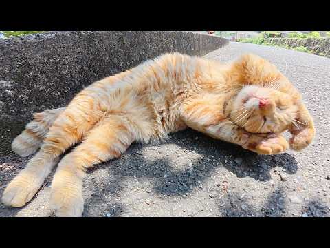 耳折れの茶トラ猫が人間の前に出てきて無防備なポーズを見せてくれた(YouTube)