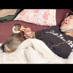 起きないママ、アヒルに腕を噛まれて悶絶w(YouTube)