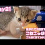 生れて3週間です 子猫っぽくなってます  ゴミ箱に棄てられたキン Day21  2026 05 07 1(YouTube)