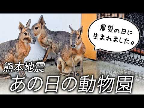 【熊本地震から10年】阿蘇ふれあい動物王国の被災記録。「震災の日」に生まれた命がありました(YouTube)