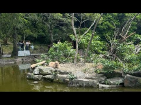 GW最終日カピバライブ(YouTube)