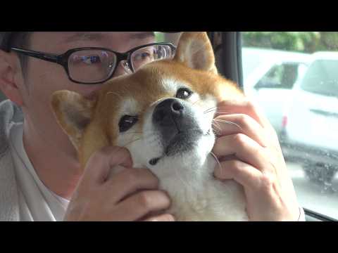 柴犬はもう我慢の限界です。(YouTube)