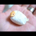 小さな卵から小さなヘビが生まれてきた(YouTube)