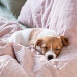 犬と人は一緒に寝ても大丈夫なの？寝床を共にするメリット・デメリットまで解説(ブログ)