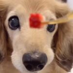17歳の老犬が『いちごを食べさせてもらった』結果→途中で『あげるフリ』をすると…勘違いで見せた『表情』が56万再生「赤ちゃんｗ」「尊い」(ブログ)