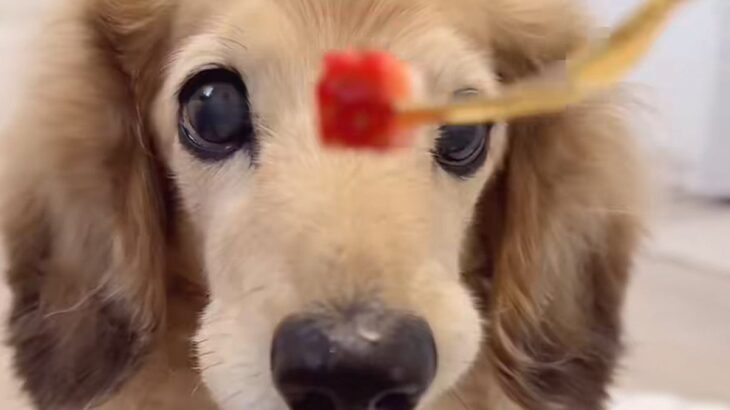 17歳の老犬が『いちごを食べさせてもらった』結果→途中で『あげるフリ』をすると…勘違いで見せた『表情』が56万再生「赤ちゃんｗ」「尊い」(ブログ)