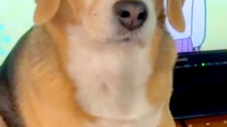 『よりによって、なぜそこに…』男の子がテレビを見ていたら、犬が邪魔をして…微笑ましいアピールと『ドヤ顔』に反響「あるある」「かわいすぎ」(ブログ)