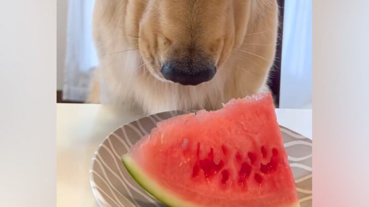 スイカの食べ方を忘れてしまった大型犬→困っていたら、娘が食べ方を教えてあげて…『思い出す瞬間』に反響「困り顔かわいいｗ」「子どもみたい」(ブログ)