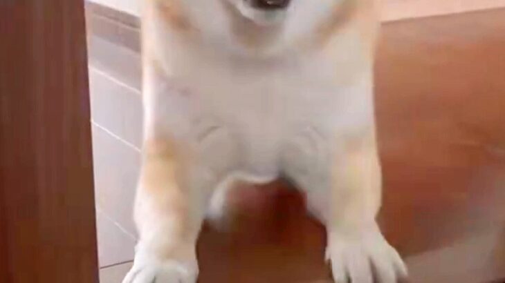 具合が悪く横になっていると、犬が見に来て…『心配してくれた』と思いきや→予想と違う『まさかの行動』に反響「確認してるのかなｗ」「可愛い」(ブログ)