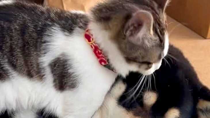 保護猫が『犬のことを好きになりすぎた』結果→抱きついても、されるがままで…愛に溢れすぎている光景が29万再生「可愛いふたり」「癒される」(ブログ)