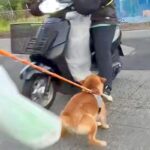 朝5時、『新聞配達のおばちゃん』を待ち伏せする犬→バイク姿が見えた瞬間に…想像以上の『大歓迎』に絶賛「愛が強すぎるw」「喜びの舞で草」(ブログ)