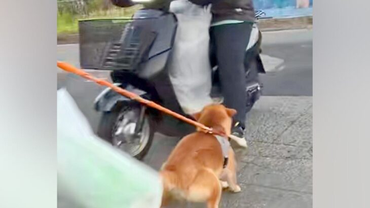 朝5時、『新聞配達のおばちゃん』を待ち伏せする犬→バイク姿が見えた瞬間に…想像以上の『大歓迎』に絶賛「愛が強すぎるw」「喜びの舞で草」(ブログ)