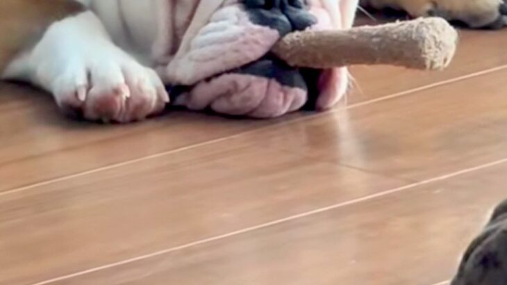 『葉巻吸ってるやろｗｗ』子犬に木のおもちゃを与えてみたら…生後7ヶ月とは思えない『悪すぎる顔』が75万再生「ボス感ｗ」「敬語使っちゃう」(ブログ)
