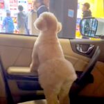 車に乗ってパパを迎えにきた犬→通りすぎる人を毎回『パパかどうか』確認して…尊すぎる『見つけた瞬間の光景』が20万再生「癒された」と絶賛(ブログ)