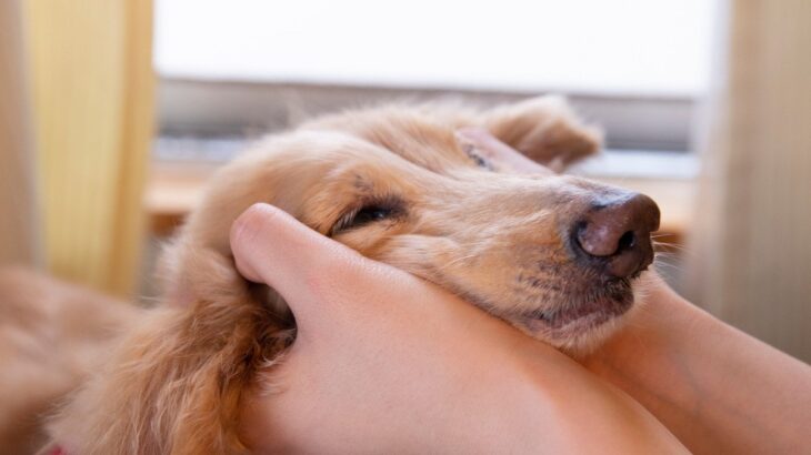『天然な犬』がよくする行動5選　抜けている性格がゆえのリスクや飼い主がすべき対策まで(ブログ)