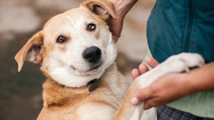 『臆病な犬』がする行動５選　ビビリな性格になってしまう原因や注意すべきサインまで(ブログ)