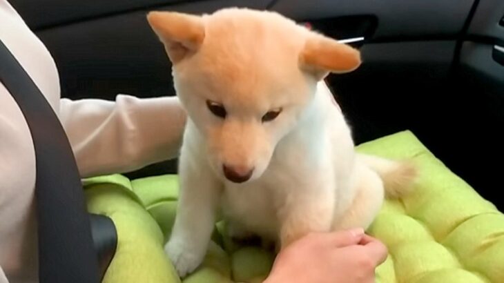 お迎え直後の『小さな赤ちゃん犬』→車で帰っていたら、お膝の上で…とんでもなく尊い光景が220万再生「幸せな犬生を」「可愛すぎて大変」(ブログ)