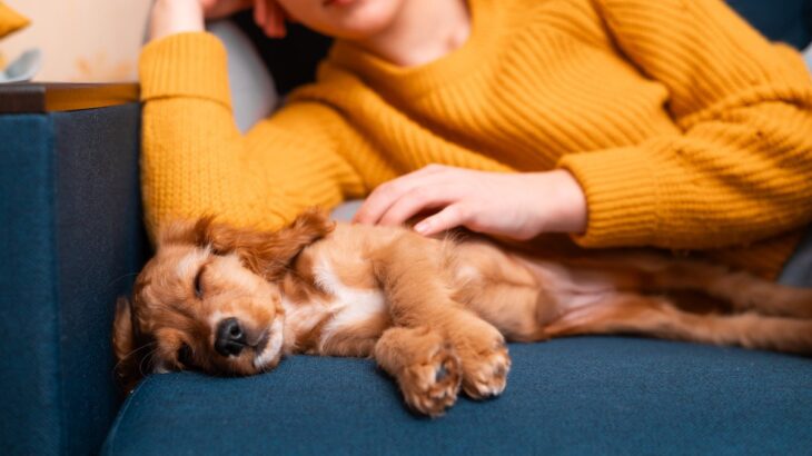 犬が安心する『飼い主の身体の場所』4選　愛犬が寄り添ってきたときに飼い主がすべき対応まで(ブログ)