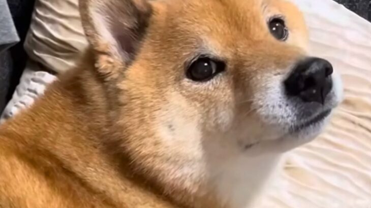 散歩嫌いでブチギレる犬→『それなら、ドッグラン行こうか？』と誘うと…わかりやす過ぎる『テンションの違い』が38万再生「目がｗ」「不思議」(ブログ)