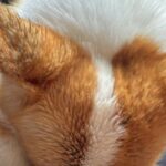 大雨の中、散歩に出かけた犬→帰宅した瞬間…まるで『小さな子どものような要求』に1万いいね「仕草が可愛すぎる」「濡れるの嫌なんだね」と反響(ブログ)