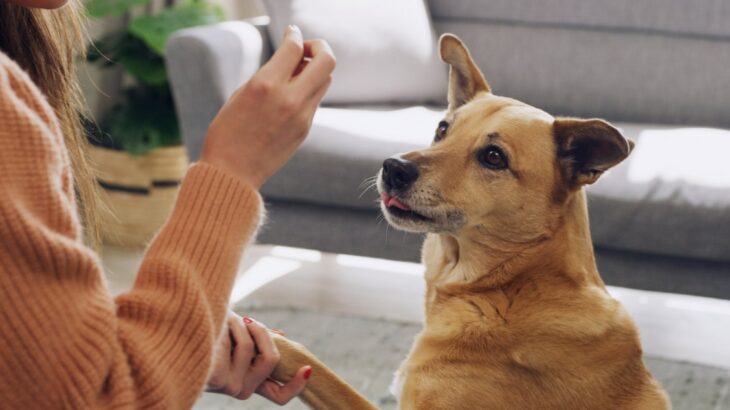 犬が『前足を乗せてくる』心理5つ　飼い主にアピールする理由や要求に応える方法まで(ブログ)