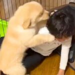 小さな男の子と初めて会った大型犬の赤ちゃん→喜びが溢れて…尊すぎる『はじめましてのご挨拶』に悶絶「わちゃわちゃで可愛い」「癒されるわ」(ブログ)