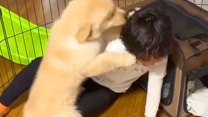 小さな男の子と初めて会った大型犬の赤ちゃん→喜びが溢れて…尊すぎる『はじめましてのご挨拶』に悶絶「わちゃわちゃで可愛い」「癒されるわ」(ブログ)