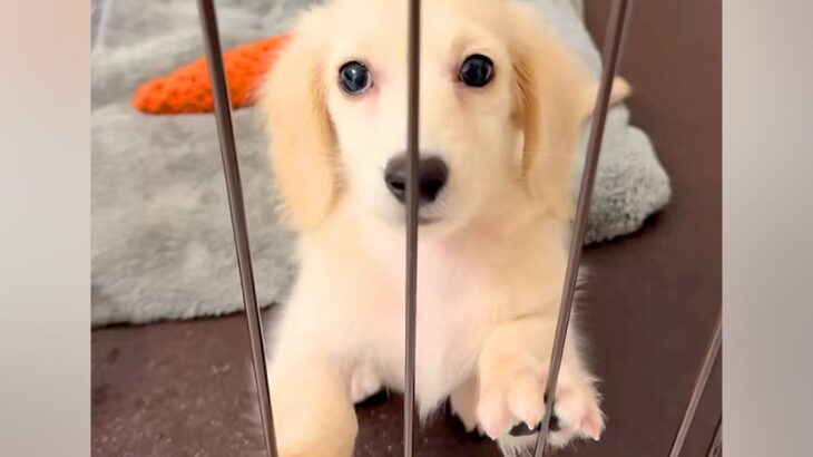 『ケージから出してほしい』と駄々をこねている子犬→すぐ隣を見ると…尊すぎる『まさかの勘違い』が69万再生「犬生1週目」「真横で愛おしい」(ブログ)