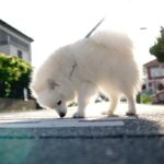 犬が散歩中にする行動の意味とは？やめさせるべき仕草や安全に散歩させるための対策まで(ブログ)
