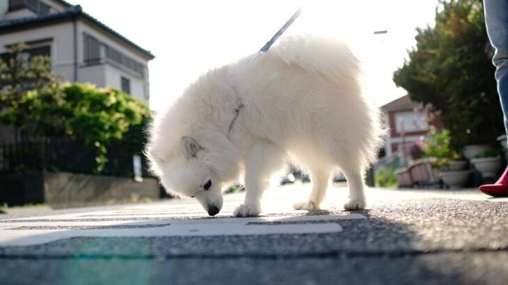 犬が散歩中にする行動の意味とは？やめさせるべき仕草や安全に散歩させるための対策まで(ブログ)