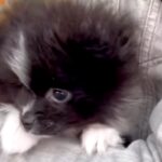生まれて初めて『外の世界』を見た赤ちゃん犬→抱っこしていたら、怖がってしまい…あまりにも尊い反応が7万再生「内弁慶」「好きになっちゃう」(ブログ)