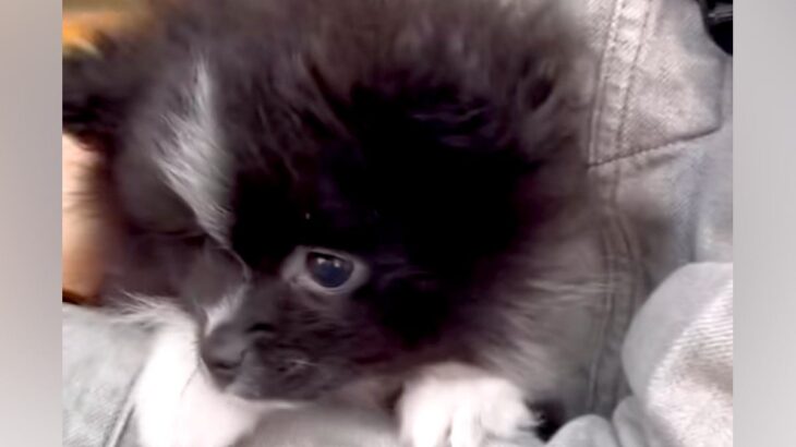 生まれて初めて『外の世界』を見た赤ちゃん犬→抱っこしていたら、怖がってしまい…あまりにも尊い反応が7万再生「内弁慶」「好きになっちゃう」(ブログ)