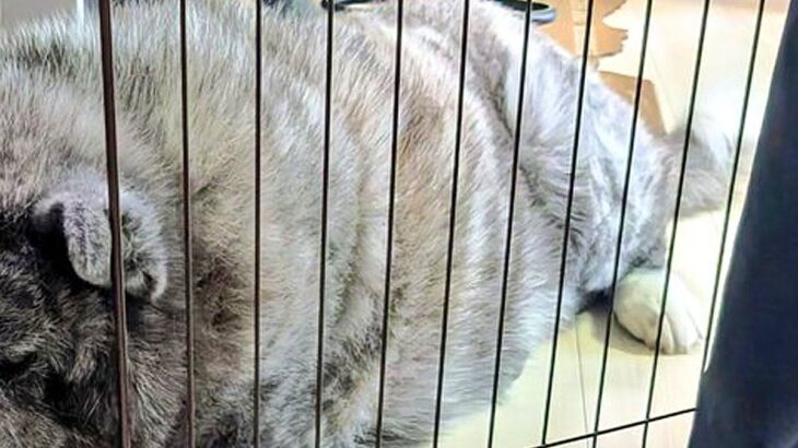 なぜかキッチンの柵に挟まっている秋田犬→実は演技をしていて…巧妙すぎる『まさかの表情』に1万いいね集まる「忍べてなくて草」「知能犯ｗｗ」(ブログ)