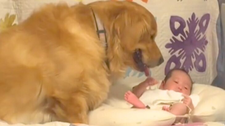 赤ちゃんをジーっと見つめる大型犬→『自分が産みました』と勘違いしている光景が尊すぎると180万再生「最高」「ジブリの世界すぎる」と絶賛(ブログ)