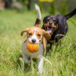 「２頭目の犬を迎えても大丈夫？」獣医師が診療現場で感じる”ワンコを多頭飼育するメリット”(ブログ)