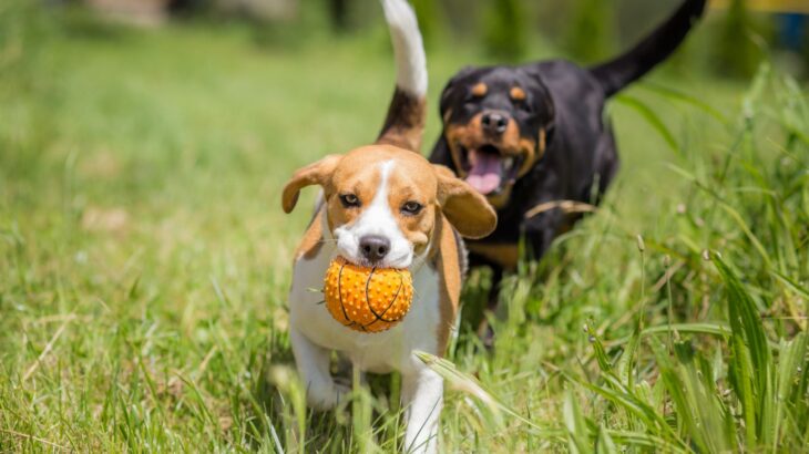 「２頭目の犬を迎えても大丈夫？」獣医師が診療現場で感じる”ワンコを多頭飼育するメリット”(ブログ)