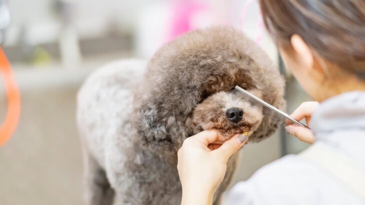 犬の『トリミング』どれぐらいの頻度ですべき？理想的なお手入れのタイミングまで(ブログ)