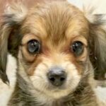 プロフィールでは『たれ耳』の子犬→実際の姿を見てみたら…まるで別犬？『衝撃の光景』が162万再生「今まで見た中で一番可愛い」「ダンボ？」(ブログ)
