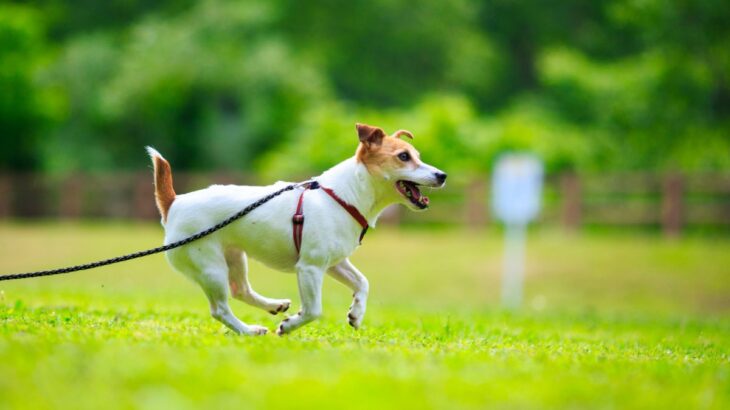 犬が『短命になる』絶対NG行為５選　愛犬の寿命を縮めてしまう飼い主のタブー行動とは？(ブログ)