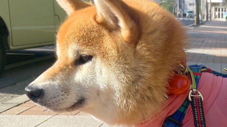 サイズ確認して買った『犬の洋服』を着せた結果→イメージと違って…想像以上に『ピチピチな光景』に7万いいね「盛大にむせた」「エアロビｗ」(ブログ)