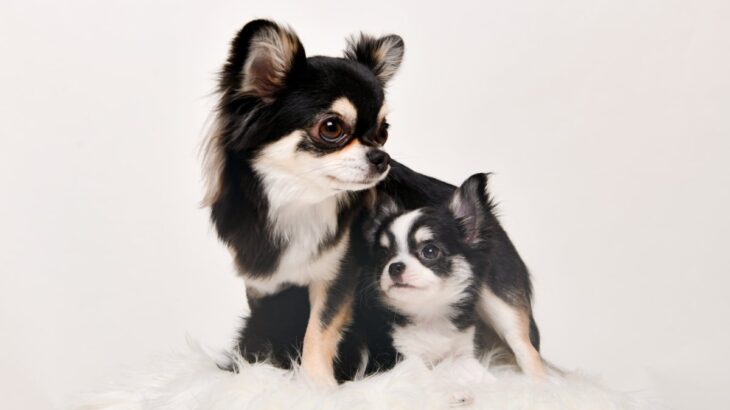 犬は成長すると『性格』が変わるの？子犬と成犬の大きな違いや飼い主がすべき対応まで(ブログ)