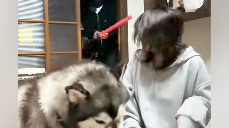 『悪者に襲われたら、愛犬はご飯中でも助けてくれるのか？』を検証→『追い返してくれる』と思いきや…衝撃の展開が147万再生「素晴らしいｗ」(ブログ)