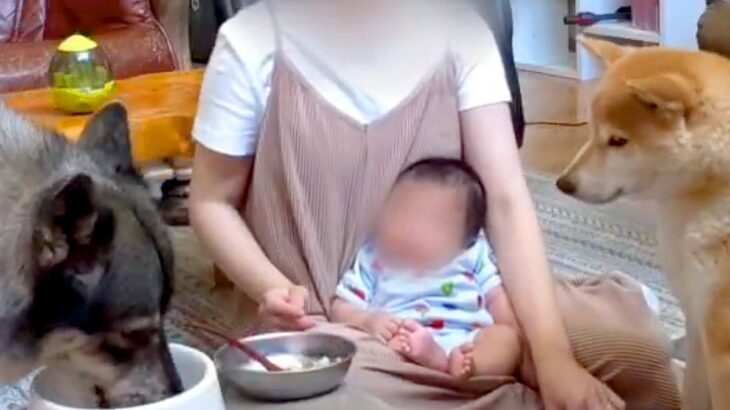 0歳児と2匹の犬と過ごす朝→みんなのご飯を同時に…忙しすぎる『ワンオペ育児の光景』に2万いいね集まる「みんなお上品すぎるｗ」「千手観音」(ブログ)