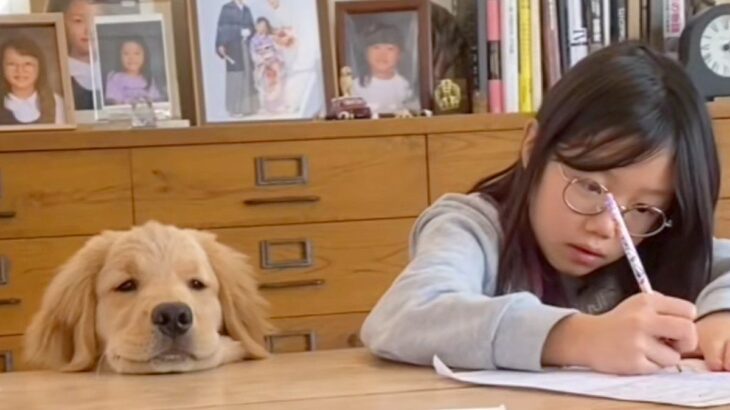 宿題をする女の子を見守っていた犬→待ちきれなくなってしまい…可愛すぎる『遊びのお誘い』が96万再生「愛されてるんだろうな」「子犬彼氏」(ブログ)