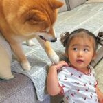 2歳の女の子がおもちゃで遊んでいたら、犬が『一緒に遊びたい』とお誘いしてきて…家族愛にあふれた『健気な光景』に反響「いじらしい」「素敵」(ブログ)