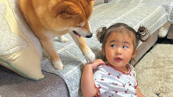 2歳の女の子がおもちゃで遊んでいたら、犬が『一緒に遊びたい』とお誘いしてきて…家族愛にあふれた『健気な光景』に反響「いじらしい」「素敵」(ブログ)