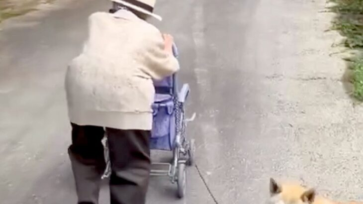 カートを押す『100歳のおばあちゃん』→犬が隣で、歩くスピードを合わせて…とんでもなく尊い光景が39万再生「感動しました」「微笑ましい」(ブログ)