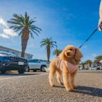 犬に苦痛を与える『ハーネス』の特徴５選　間違った選び方や装着のコツまで(ブログ)