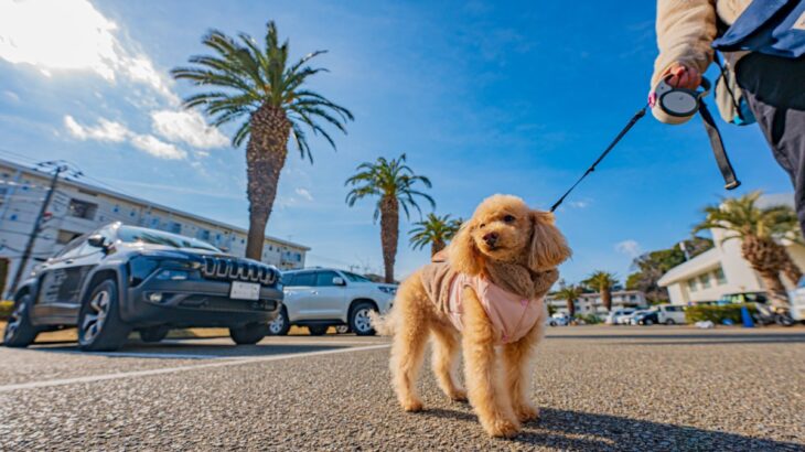 犬に苦痛を与える『ハーネス』の特徴５選　間違った選び方や装着のコツまで(ブログ)